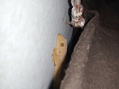 Hemidactylus flaviviridis