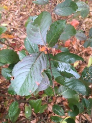 Aronia mitschurinii
