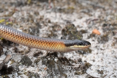 Suta nigriceps