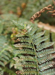 Polystichum proliferum
