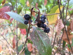 Aronia mitschurinii