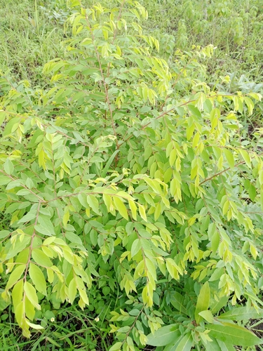 Terminalia leiocarpa