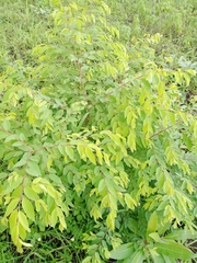 Terminalia leiocarpa