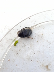 Agabinae