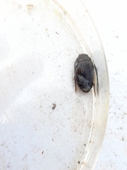 Agabinae