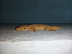 Hemidactylus flaviviridis