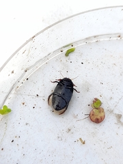 Agabinae