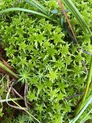 Sphagnum squarrosum