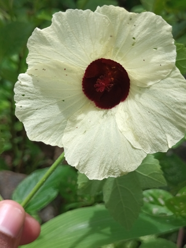 Image of Hibiscus vitifolius by (c) Pranav Chandra Bose, some rights reserved (CC BY)