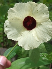 Hibiscus vitifolius