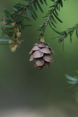 Tsuga canadensis