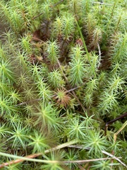 Polytrichum