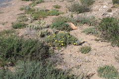 Malephora lutea