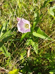 Calystegia sepium spectabilis