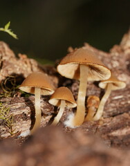 Simocybe