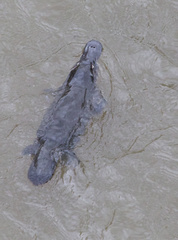 Ornithorhynchus anatinus