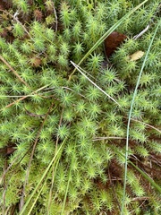 Polytrichum