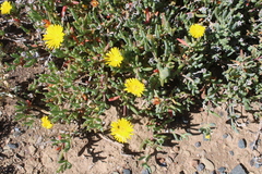 Malephora lutea
