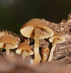 Simocybe