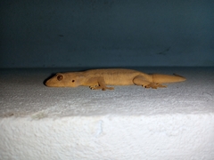 Hemidactylus flaviviridis