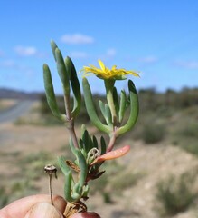 Malephora lutea
