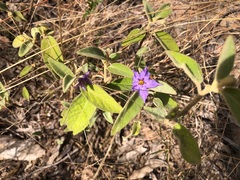 Solanum nemophilum