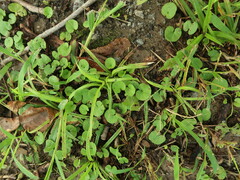 Dichondra carolinensis