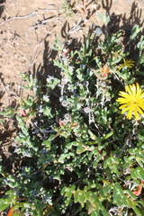 Malephora lutea
