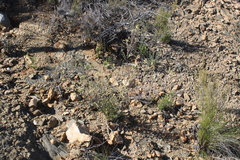 Gnidia francisci