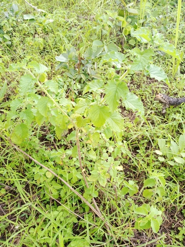 Wide Spikenard