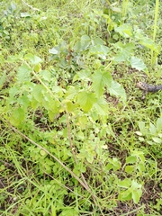 Mesosphaerum suaveolens