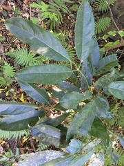 Turpinia ternata