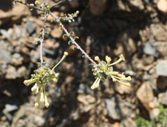 Gnidia francisci