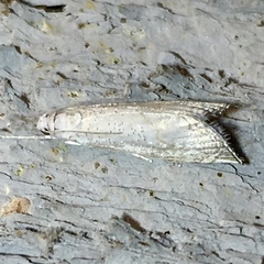 Haimbachia squamulellus