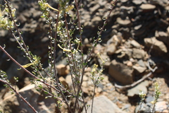 Gnidia francisci