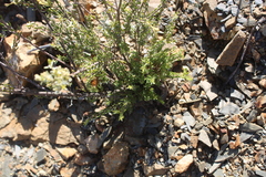 Gnidia francisci