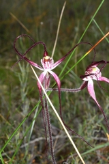 Caladenia polychroma
