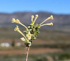 Gnidia francisci