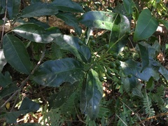 Turpinia ternata