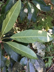 Turpinia ternata
