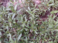 Dyschoriste linearis