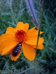 Acmaeodera disjuncta