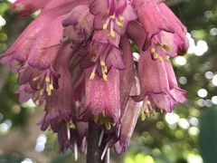 Veltheimia