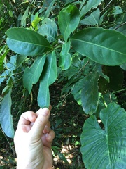 Turpinia ternata