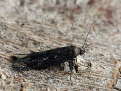 Scythris inspersella