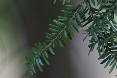Tsuga canadensis
