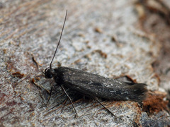 Scythris inspersella