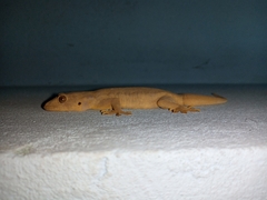 Hemidactylus flaviviridis