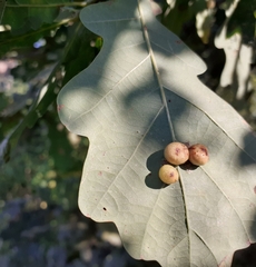Cynips quercus