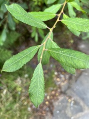Salix atrocinerea
